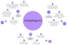 Adaptogenic Effects